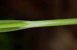 Lined sedge